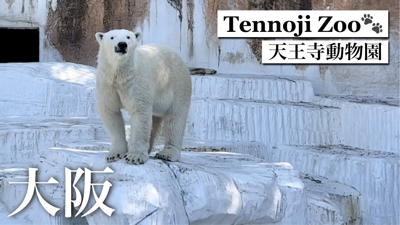 Japan, Osaka/Tennoji Zoo with easy access to the city🐾 with Sinsekai Sightseeing/Japan travel vlog