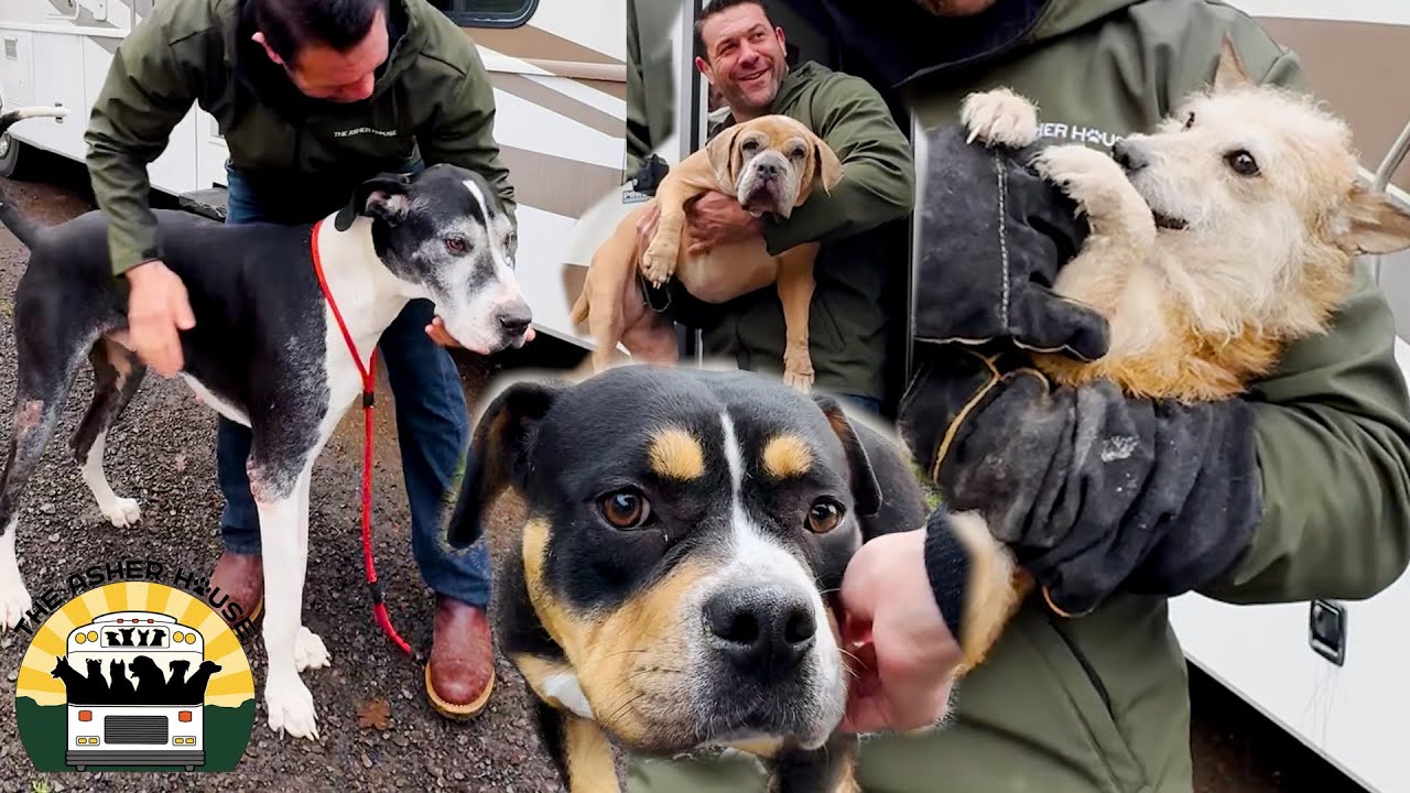 You won't believe the 17 dogs we saved from high kill shelters in CA | The Asher House