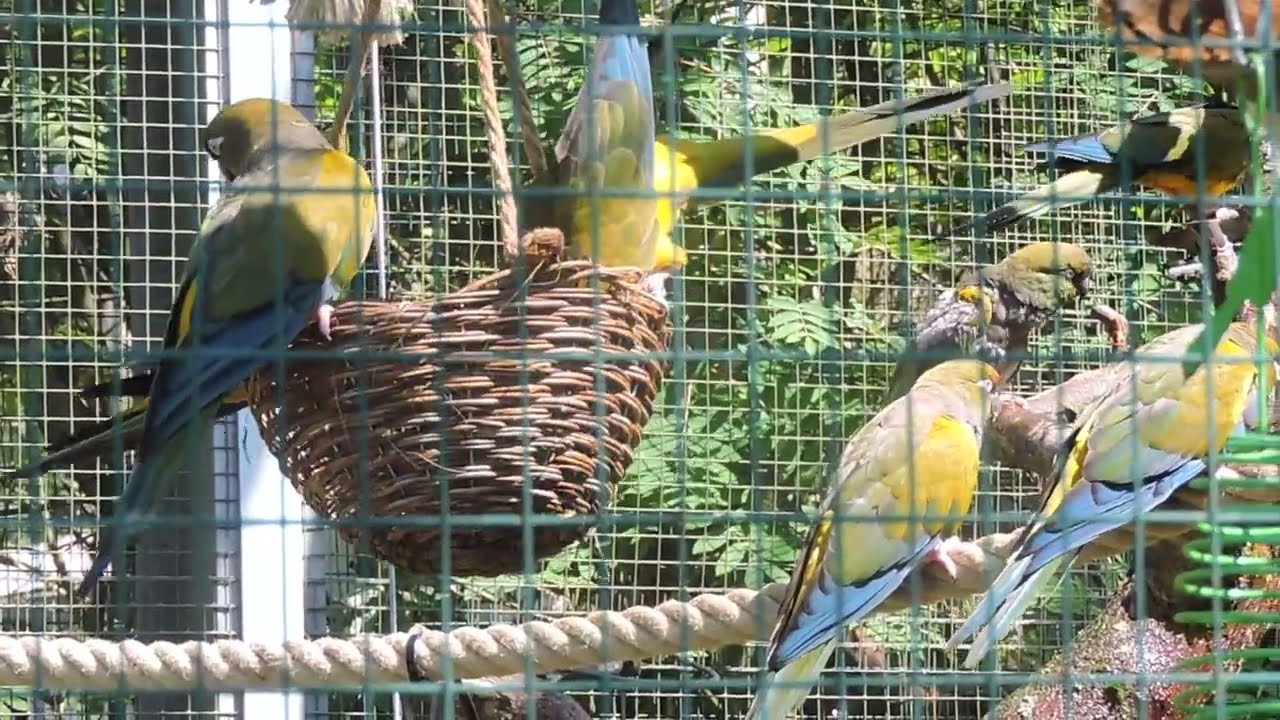 Patagonianaratti Cyanoliseus patagonus Korkeasaari Zoo Helsinki Finland 13.7.2023