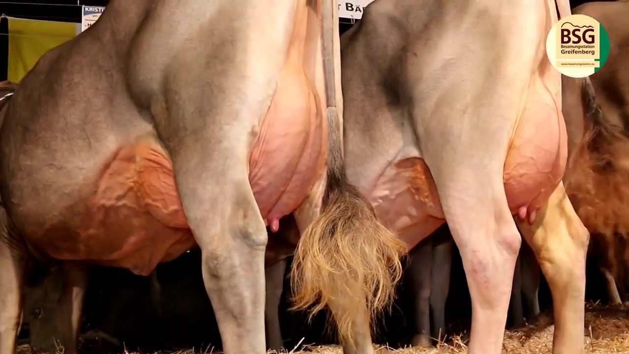 Brown Swiss  HARLEY 10 344115 Huray x President x Brost (Nov 2015)