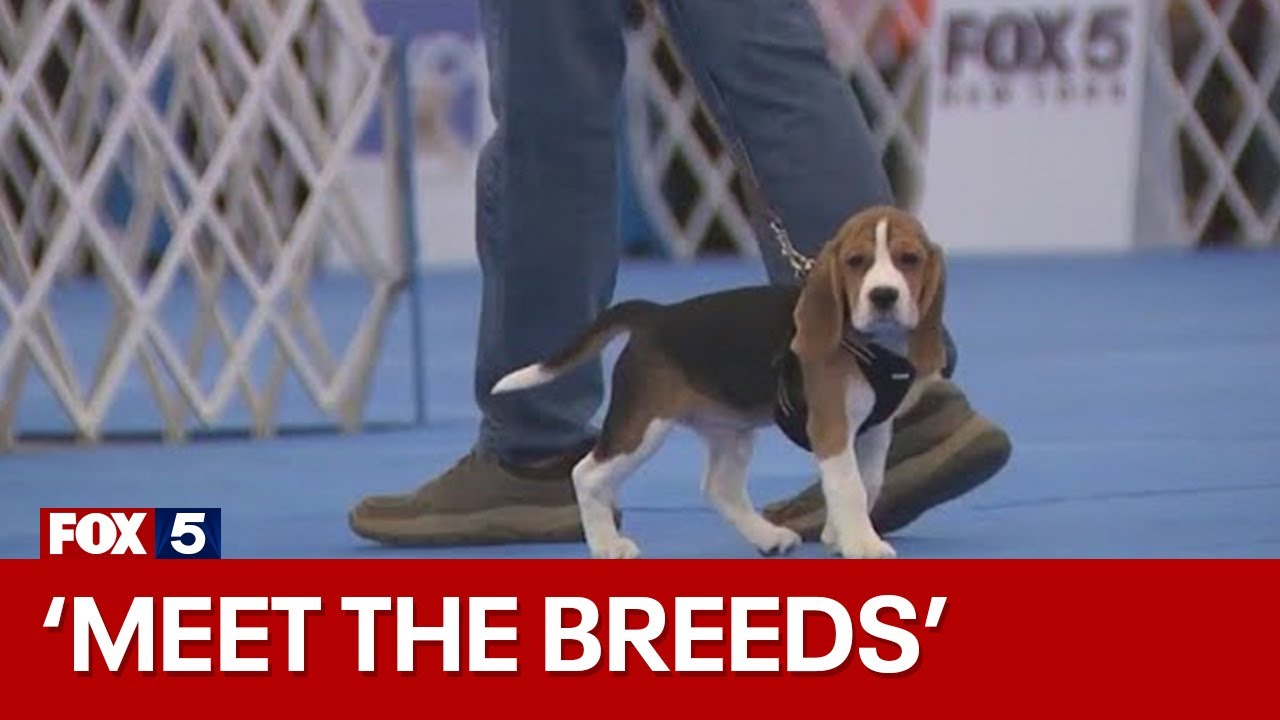 'Meet the Breeds' 2024