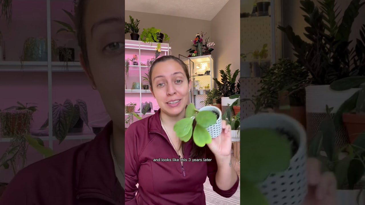 Watch this before you buy a single Hoya heart #plantcare #plantlovers #plantcaretips #loveplants