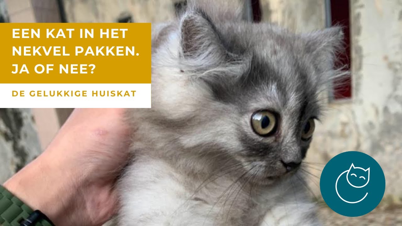 EEN KAT IN HET NEKVEL PAKKEN, WEL OF NIET DOEN? - De gelukkige huiskat- kattengedrag