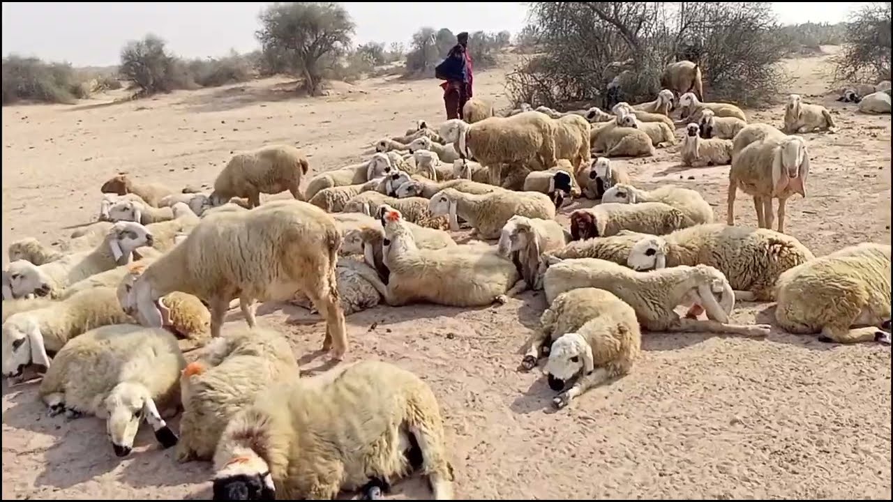 Sheep's Rest In Desert Old Village