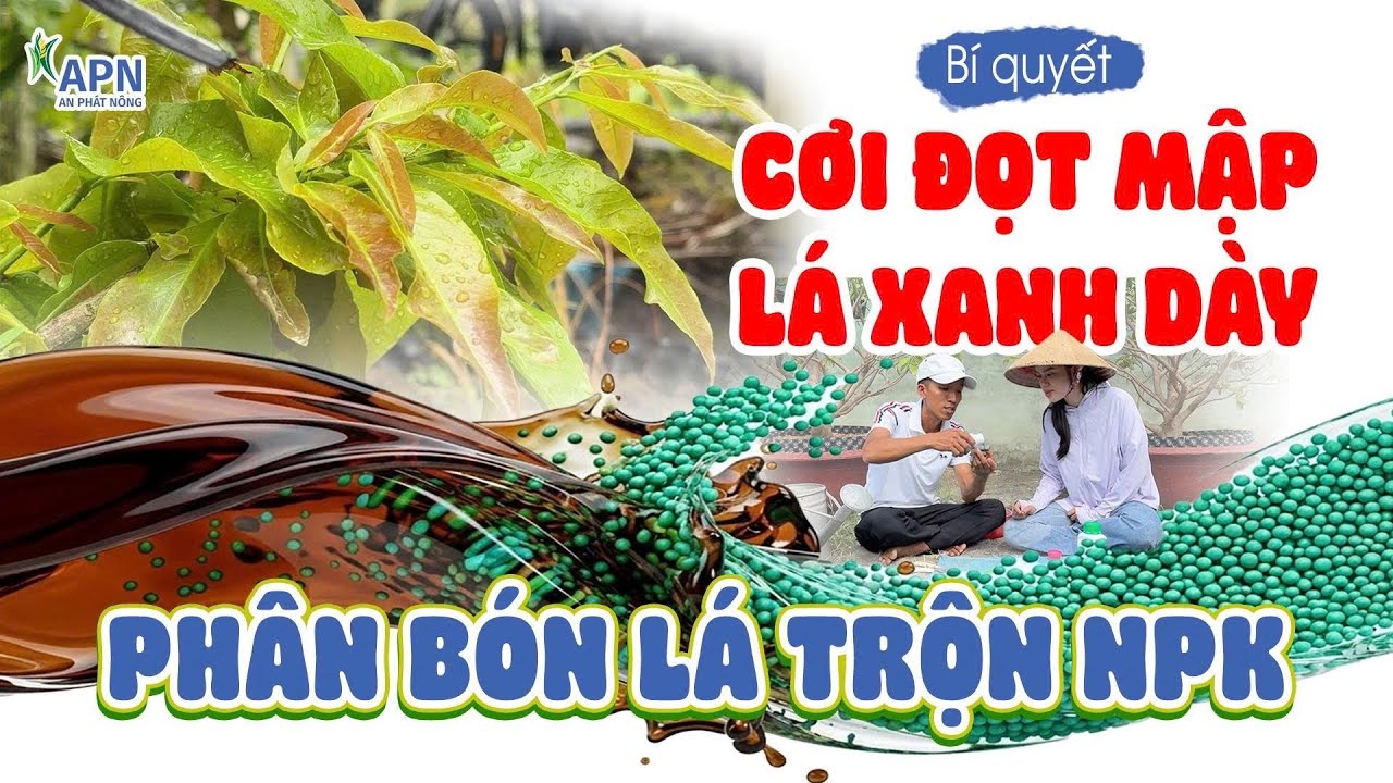 APN - THỜI ĐIỂM BÓN NPK SAU CẮT ĐÔN CHO MAI VÀNG | TRỘN PHÂN BÓN LÁ VỚI NPK