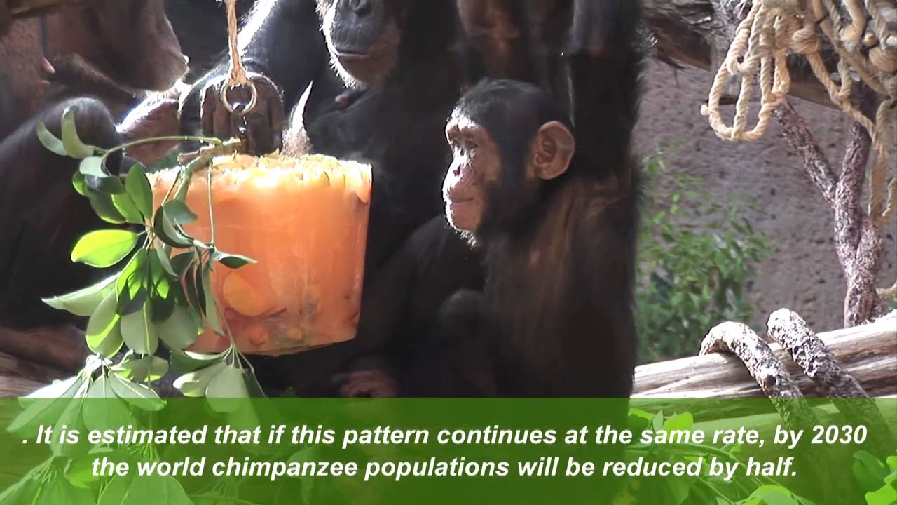 Chimpanzees - Environmental Enrichment