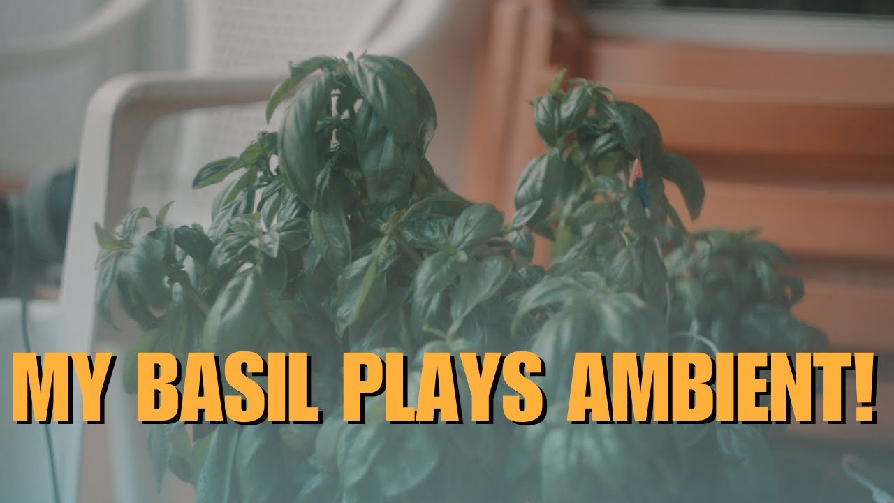 Ambient Sketch 138 - Biofeedback Plants' Ambient n.01 - Basil - #jamuary01