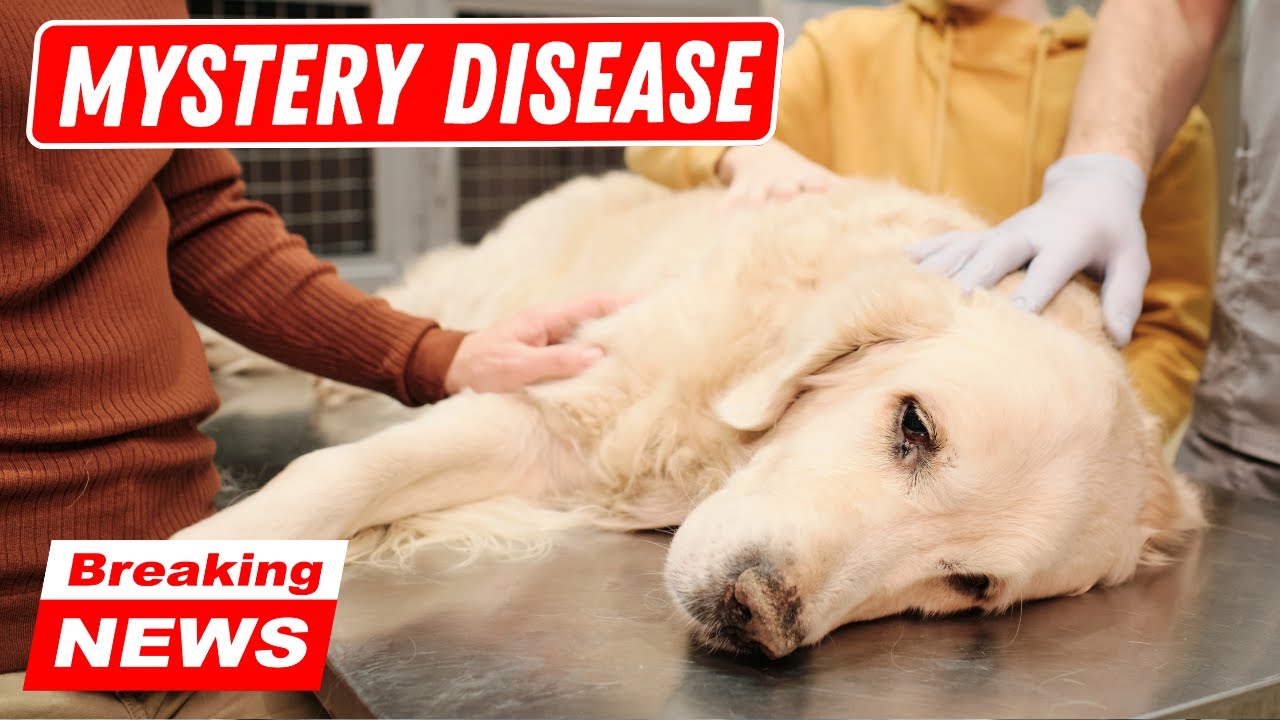 LATEST: Mysterious respiratory illness update for pet parents
