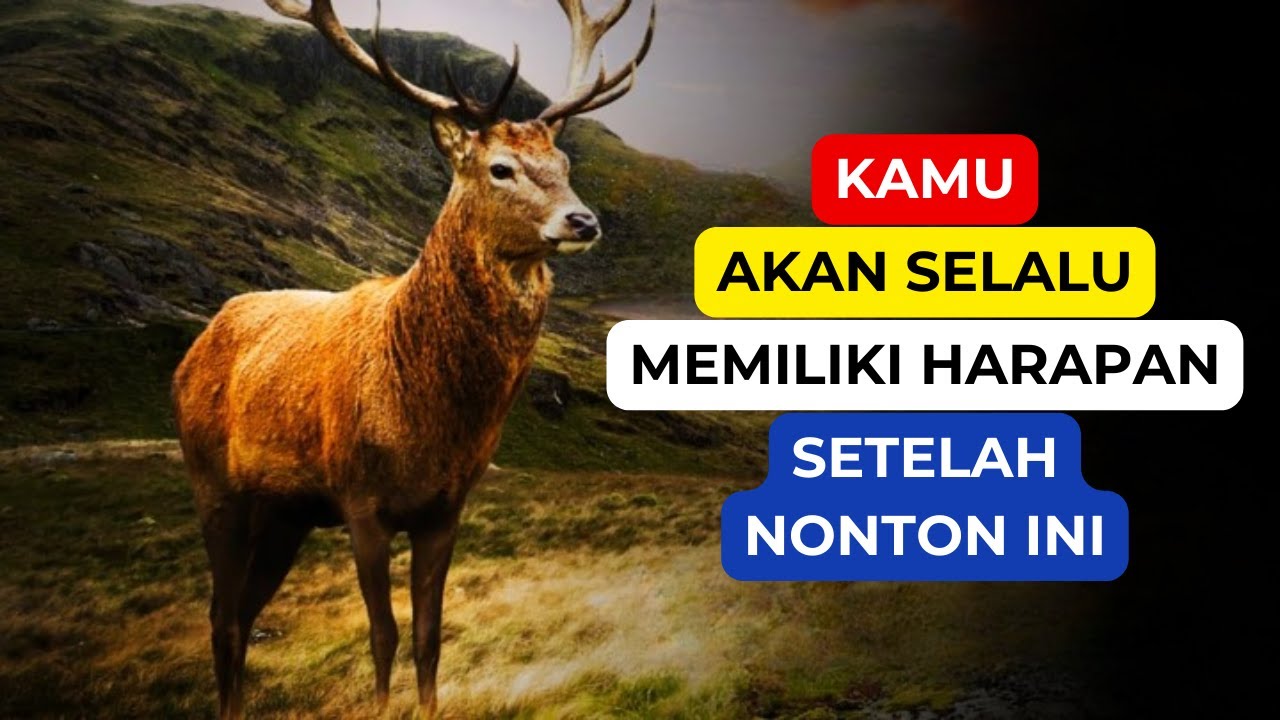 Kamu Akan Selalu Memiliki Harapan Setelah Nonton Ini: Kisah Inspiratif Rusa Hutan