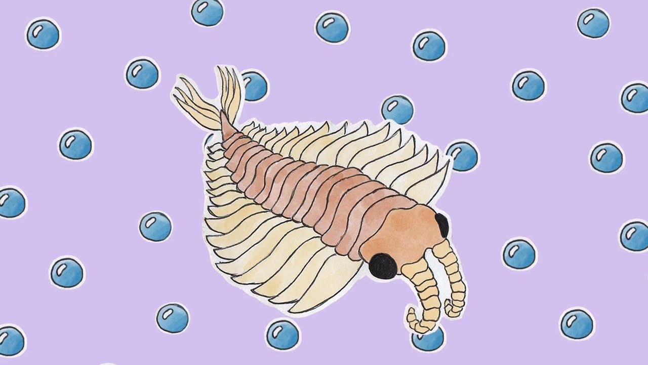 anomalocaris !! music for cambrian animals