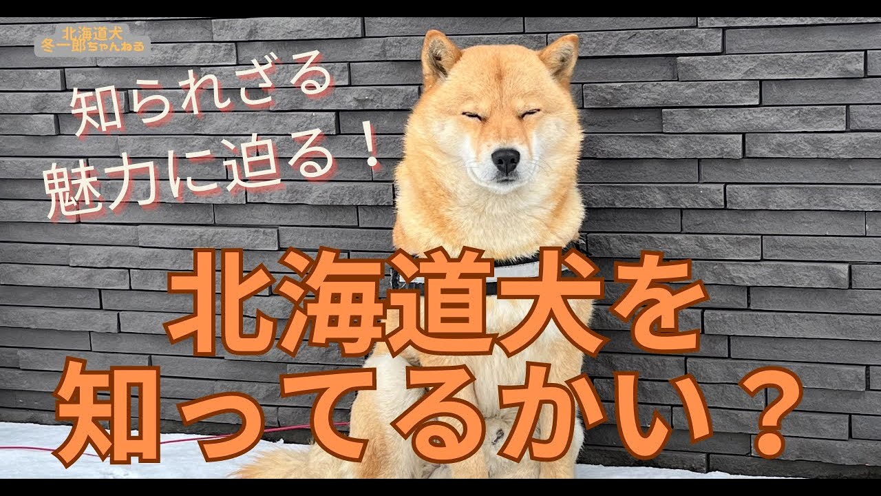 【🐕北海道犬の魅力に迫る！】これであなたも北海道犬マニア⁉️ 某CMで有名になった北海道犬🐕！ 白だけじゃない！その魅力とは⁉️  知られざる北海道犬の魅力に迫る！【北海道犬 冬一郎ちゃんねる】