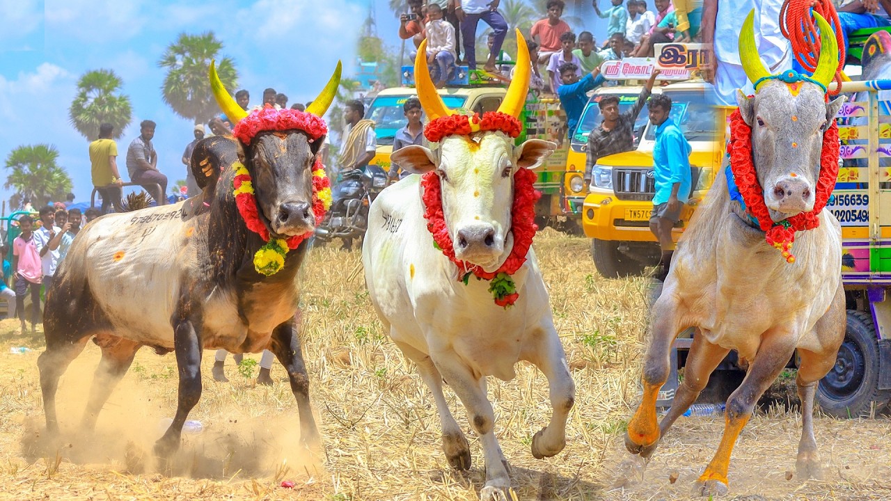 N புதூர் மஞ்சுவிரட்டு