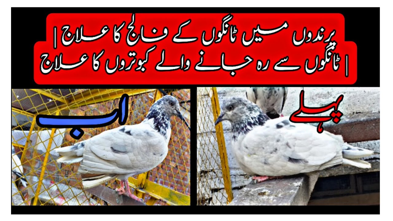 Paralyzed Pigeon Treatment | کبوتر کے فالج کا علاج | pigeon roy