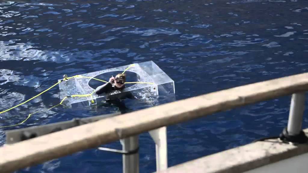 Witte haai | Island of the Mega Shark