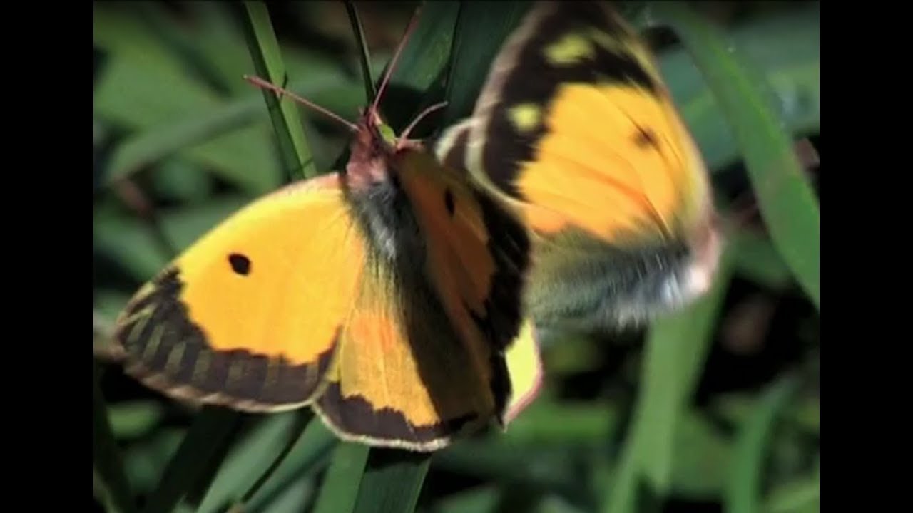 The Clouded Yellow (Colias crocea)