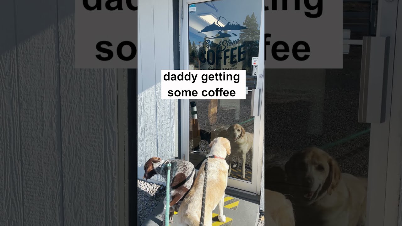 Dogs wait outside coffee shop for treats 