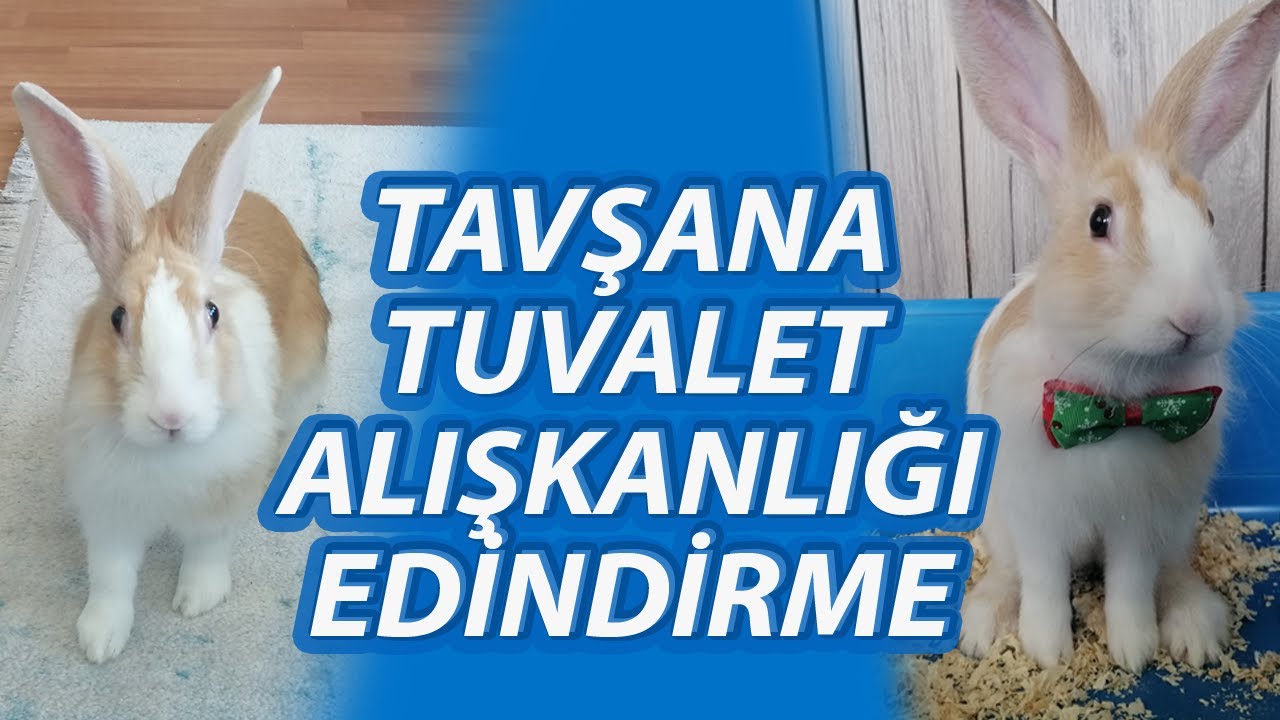 Tavşan Tuvalet Eğitimi Nasıl Verilir? | Tavşana Tuvalet Alışkanlığı Edindirme 🐰