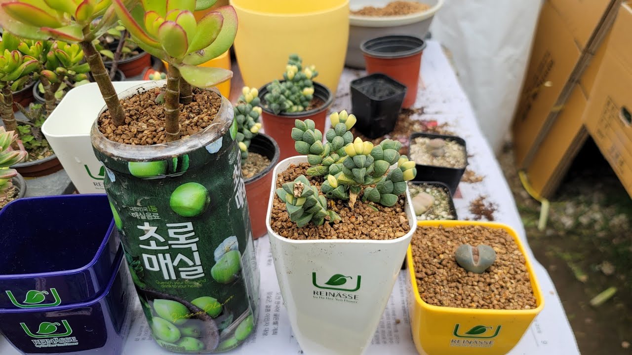 물구멍없는페트병에 리치쏘일 로 다육이 분갈이