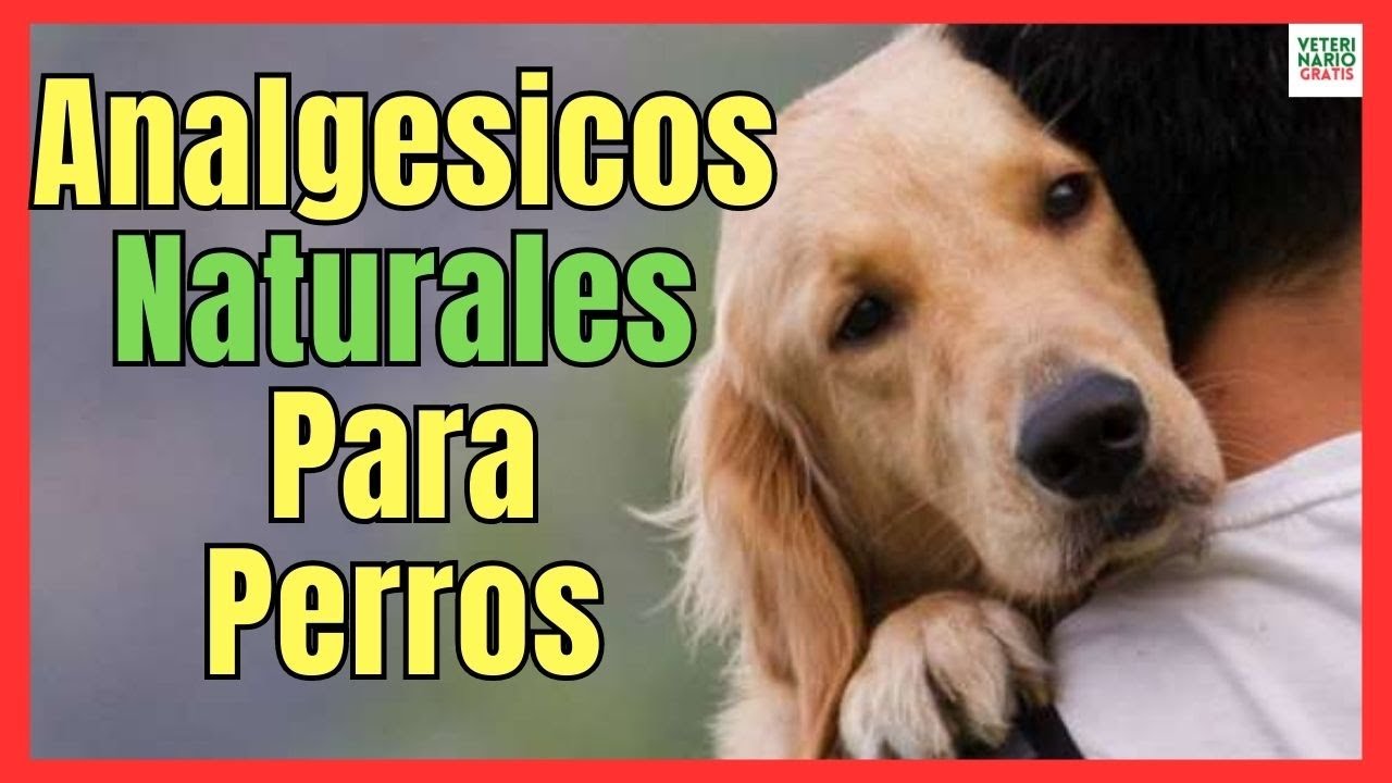 🚑 ANÁLGESICOS NATURALES QUE LE PUEDO DAR A MI PERRO PARA EL DOLOR 🚑