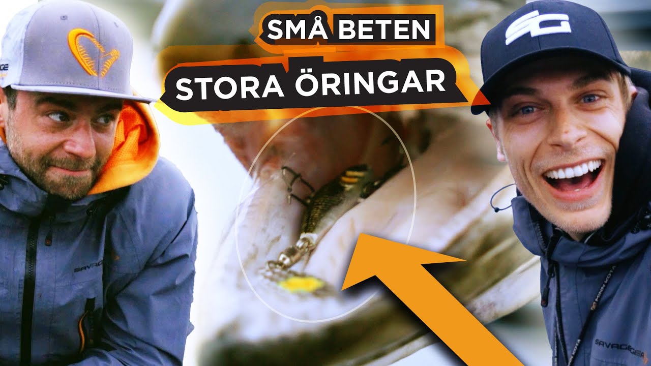 Hur stora öringar kan vi fånga i Norge?