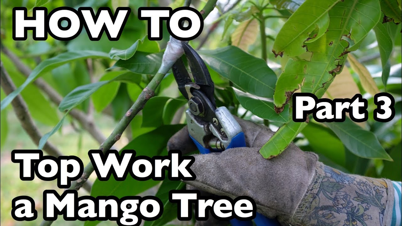 How to Top Work a Mango Tree- Part 3