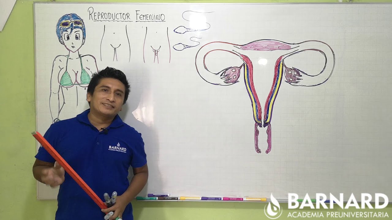 REPASO SAN MARCOS - SISTEMA REPRODUCTOR FEMENINO