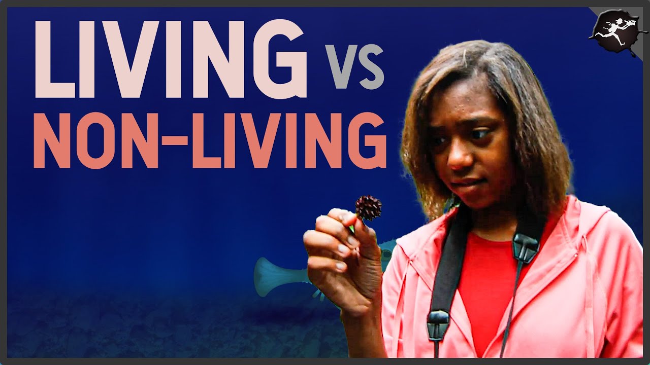 Living VS Non-Living Things - A Middle Grade Science Video w/ Untamed Science