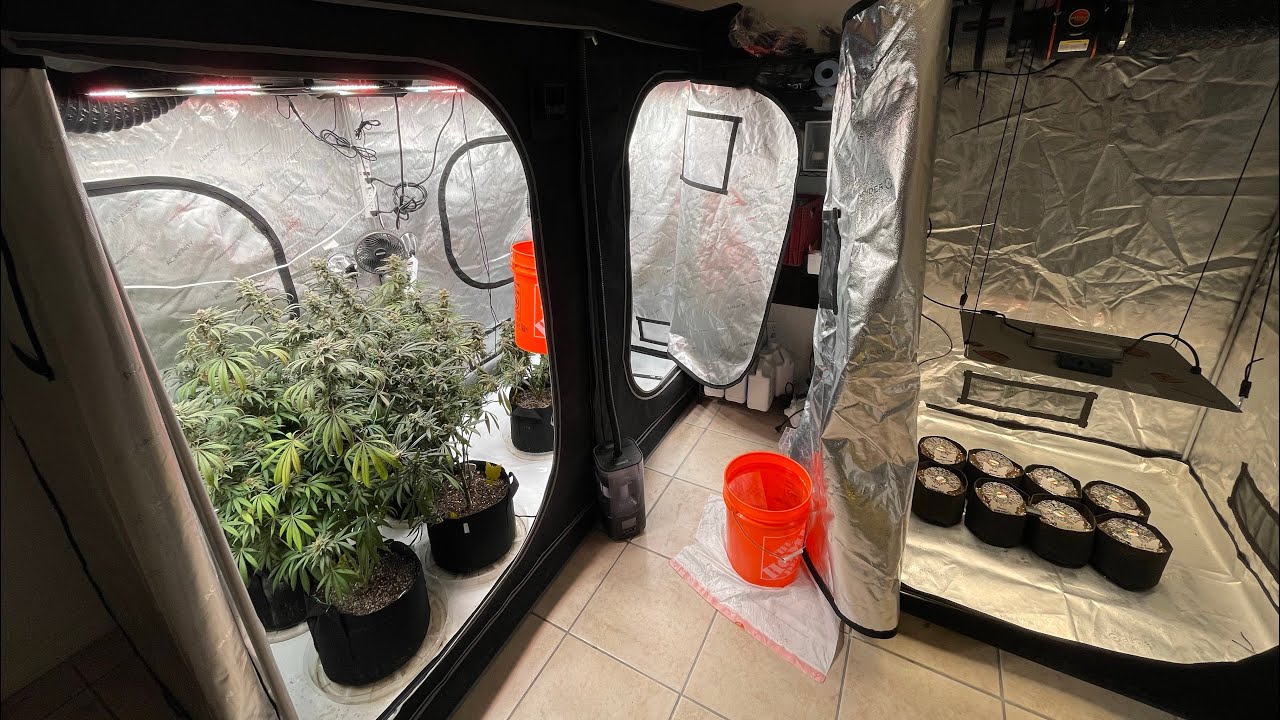 The Cost of Growing Weed Indoors Ac Infinity Grow Tent Kit