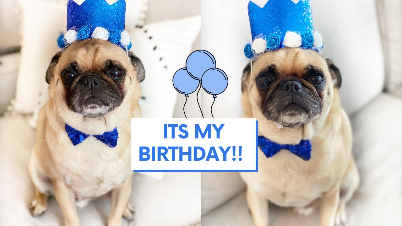 Pug's Birthday Vlog - Happy 6 YEARS to ME - #ThortheTorontoPug
