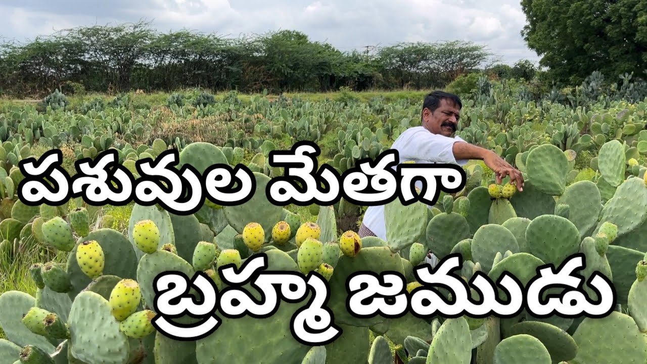 పశువుల మేతకోసం ఎకరంలో బ్రహ్మజెముడు సాగు | Cactus Farming | Bramha jemudu Plant | నాగజెముడు |