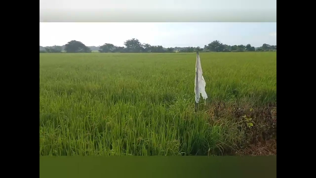 Pure Organic fertilizer 2 hectare and Balance Fertilization 3.5 hectare Rice production.
