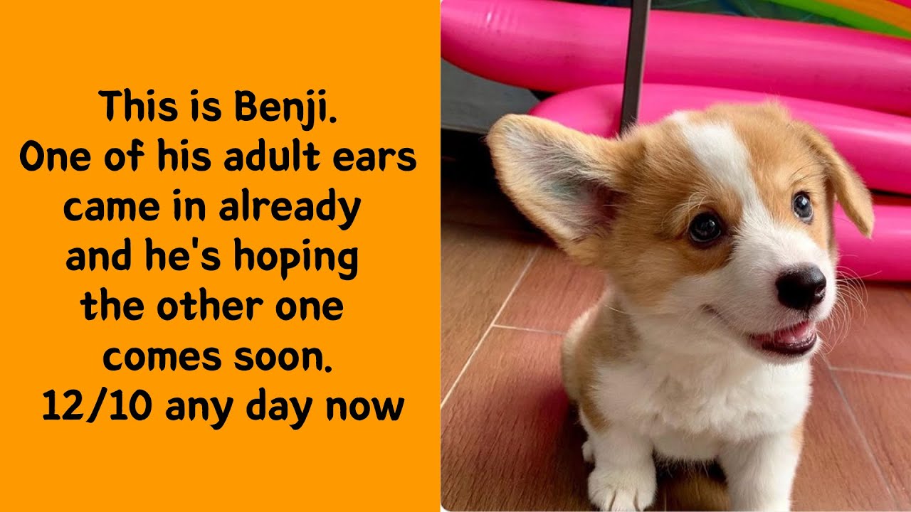 Someone Tried To Rate These Dogs — Chaos Followed