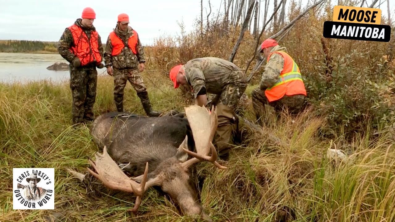 Hunting Giant Moose in Manitoba