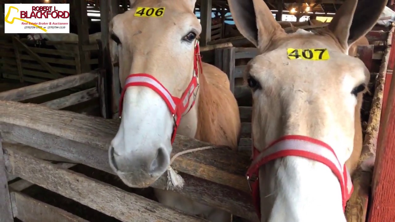 Robert L. Blackford Auctions at Annual Carter Higgins Mule Auction