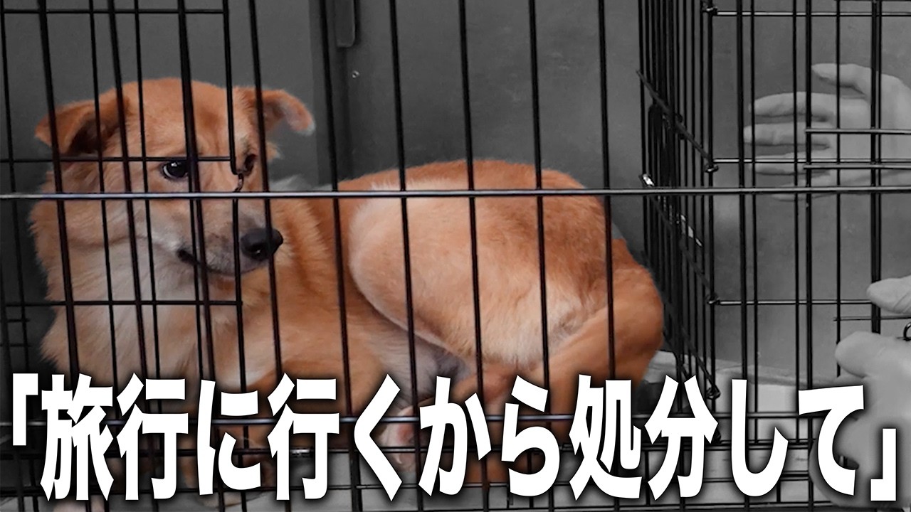 【全貌明らかに】愛護センターに持ち込まれる犬は人間の身勝手で殺処分されていることがある