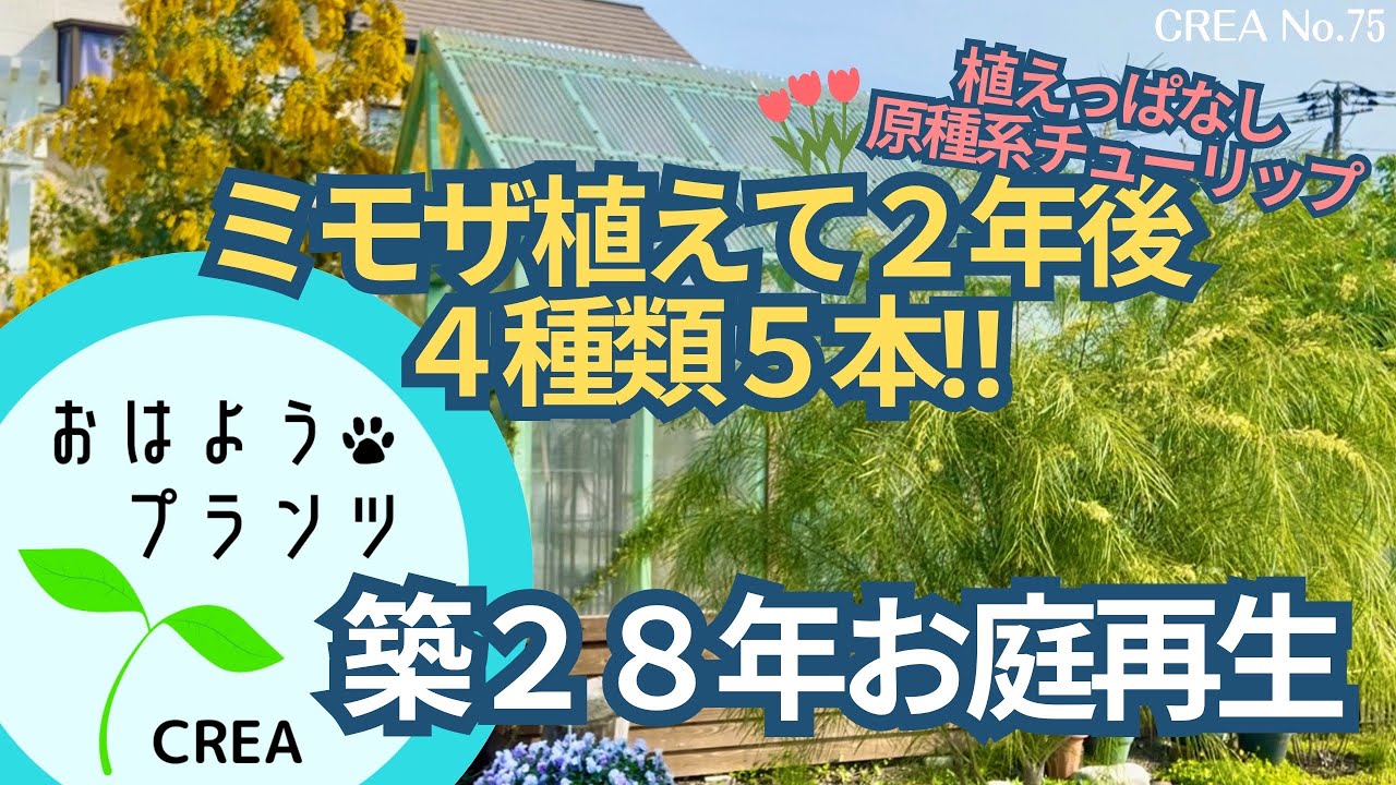 ミモザ植えて2年後の様子🌳ミモザ4種類の違い🌷植えっぱなし原種系チューリップが咲きました✨No.75/2025.4.8撮影