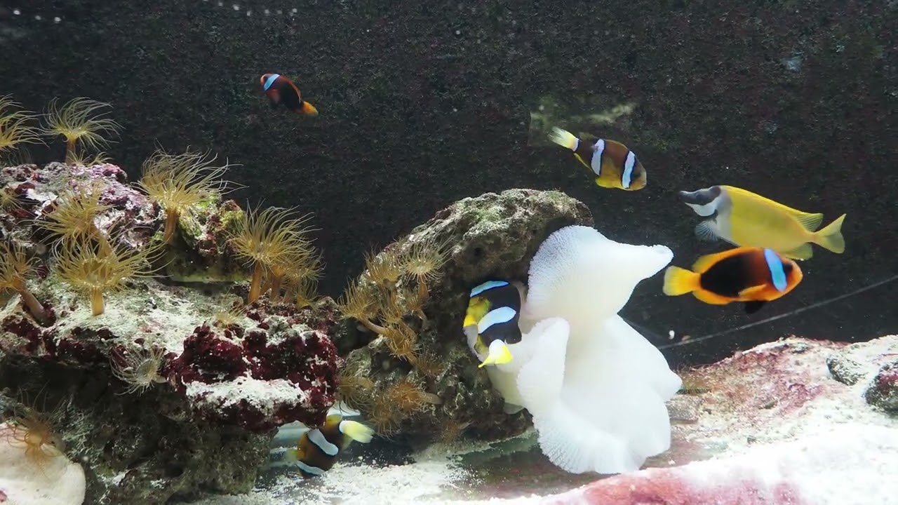 sea life