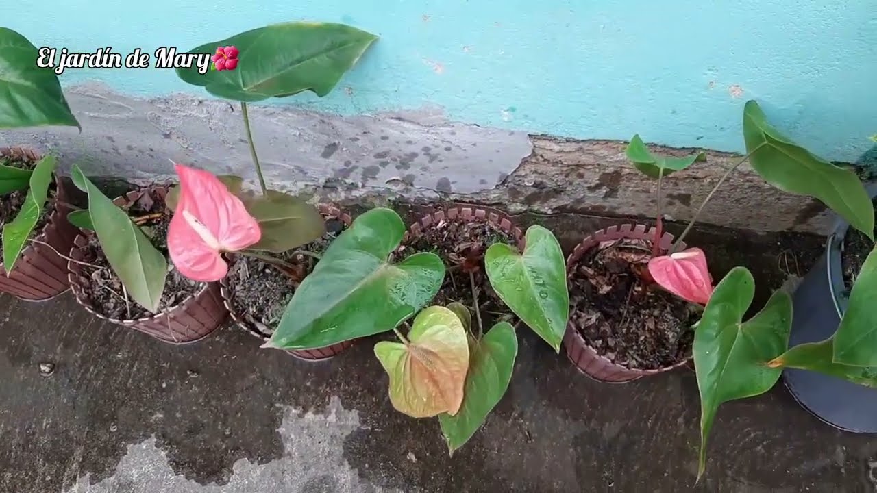 Maratón de trasplante🪴 ANTURIOS 👩🏽‍🌾