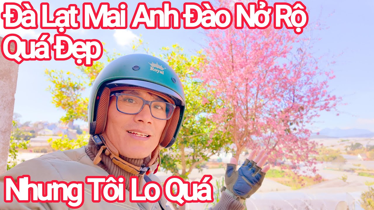 Đà Lạt Mai Anh Đào Đồng Loạt Nở Rộ Quá Đẹp Làm Tôi Lo Lắng!