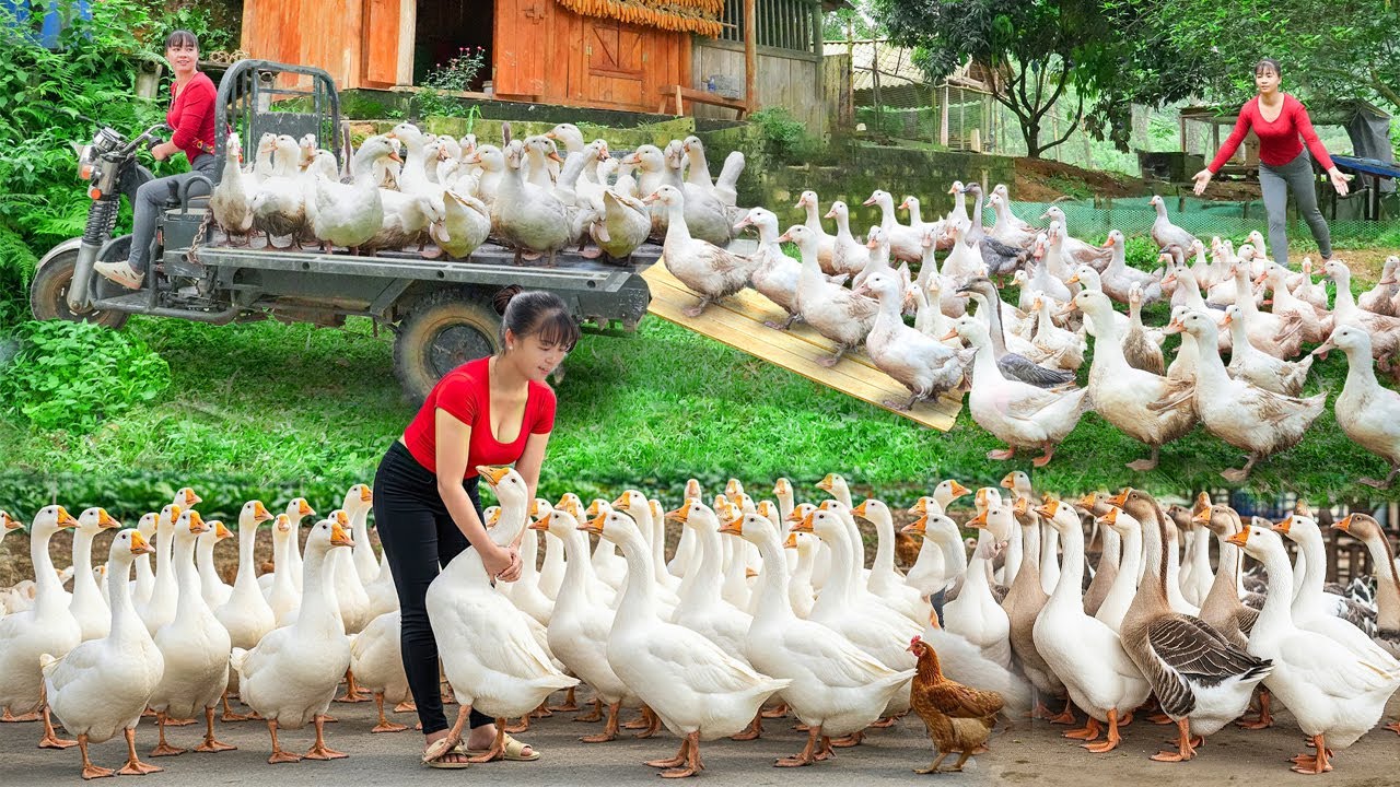 REWIND TIMELAPSE --4Years Harvest A Lot Of Ducks Go To Sell - Buy Many Duckling To Raise