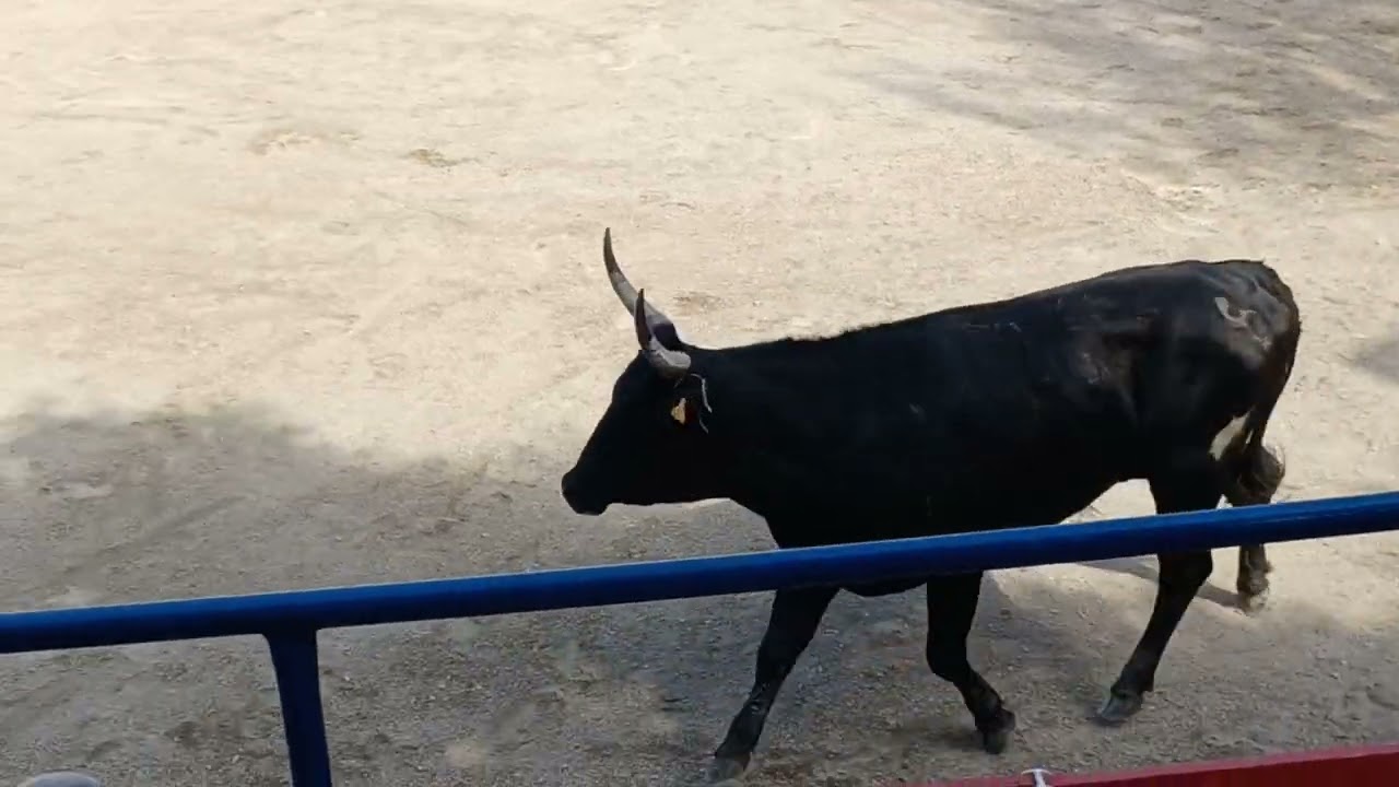 Petite frayeur pour le raseteur RANDRIA à la 4.21 minutes, course camarguaise Roquemaure 27.07.24 🐃