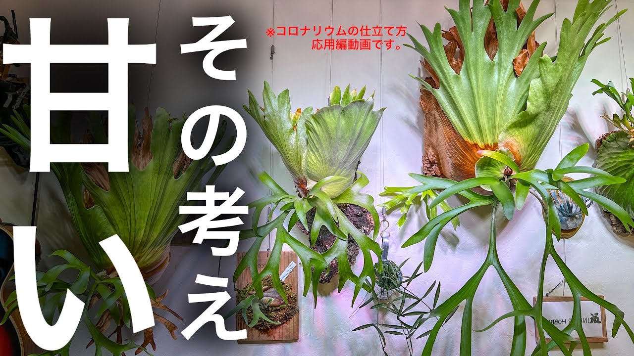 【正直】インテリア感覚で植物育てるのは難しいと思う？