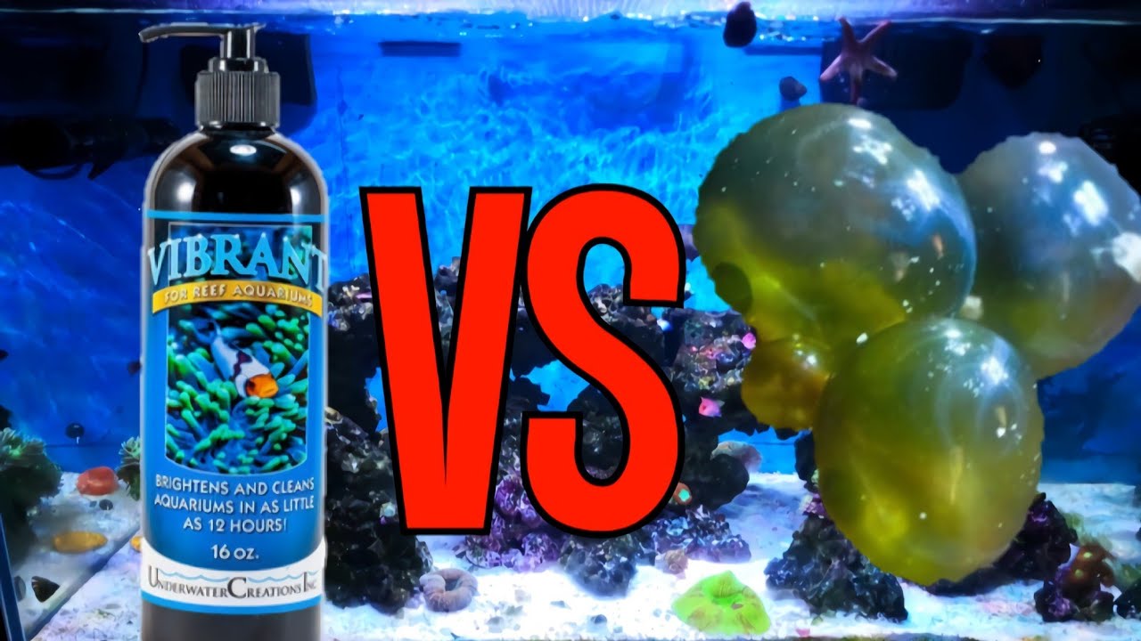 VIBRANT contro VALONIA - Acquario Marino - Settimana 1