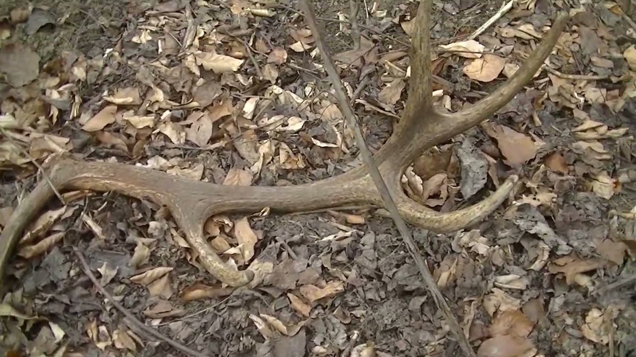Red Deer zrzuty zhody antler agancs (2)