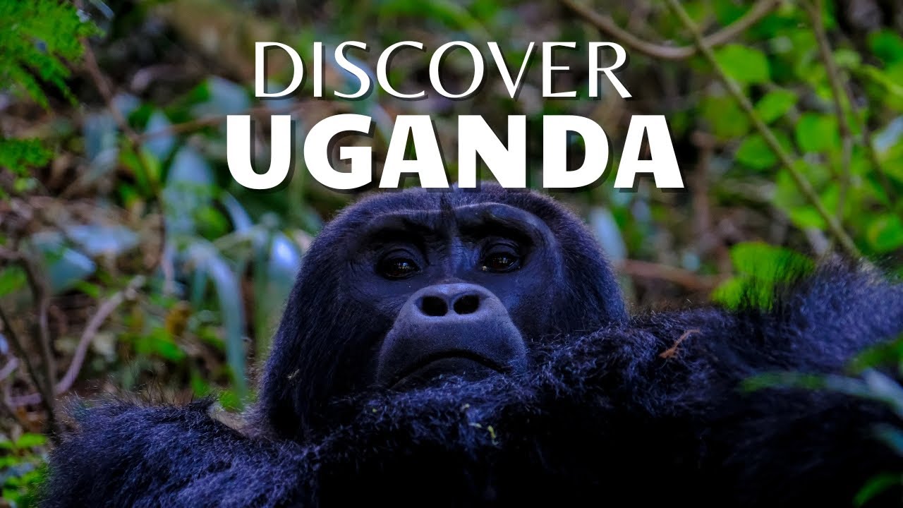 Uganda Like You’ve Never Seen | Rainforests, Wildlife & Africa’s Hidden Beauty 4K