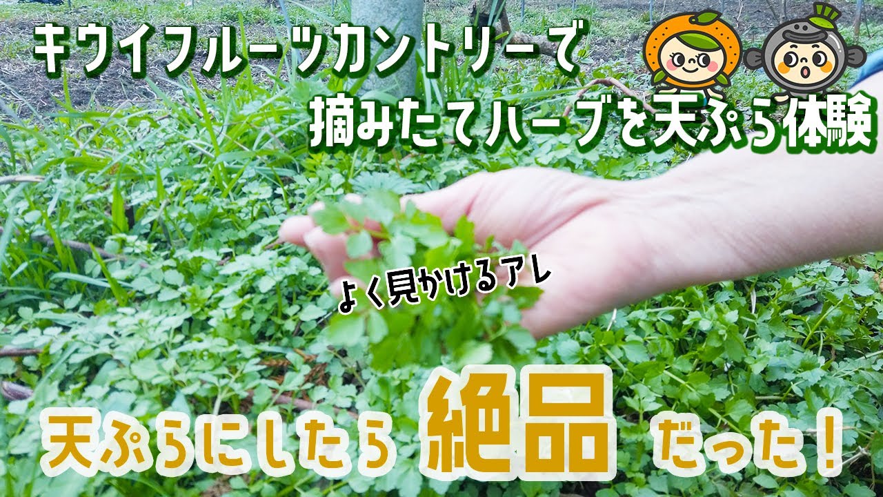 絶品！摘みたてハーブの天ぷら体験【キウイフルーツカントリージャパン】