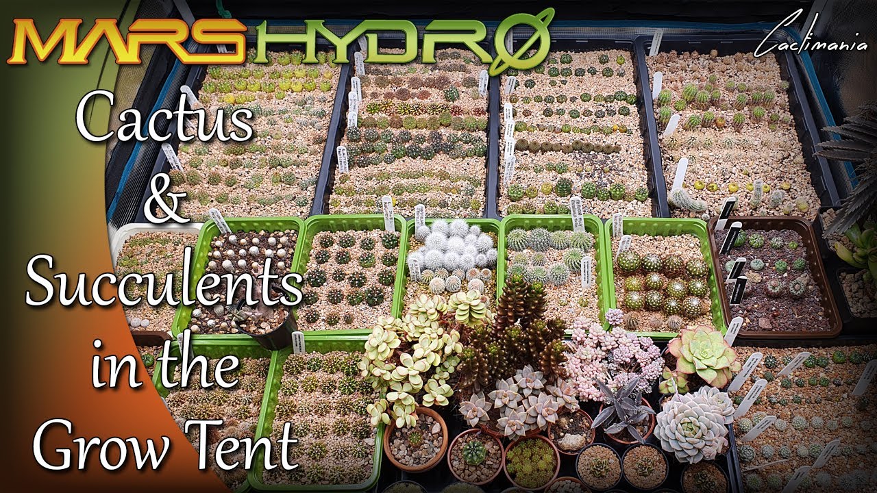 #Cactus & #Succulent Seedling Collection | #MarsHydro Grow Tent Tour | #FCE3000
