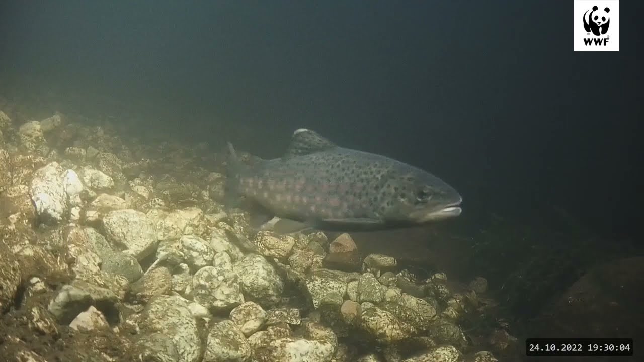Saukko WWF:n Luontoliven kalakamerassa