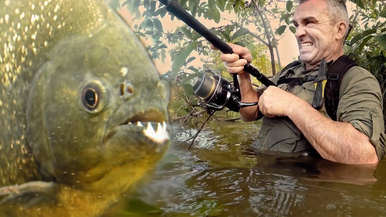 JE P&Ecirc;CHE DES PIRANHAS POUR FAIRE DES APP&Acirc;TS - Cyril Chauquet