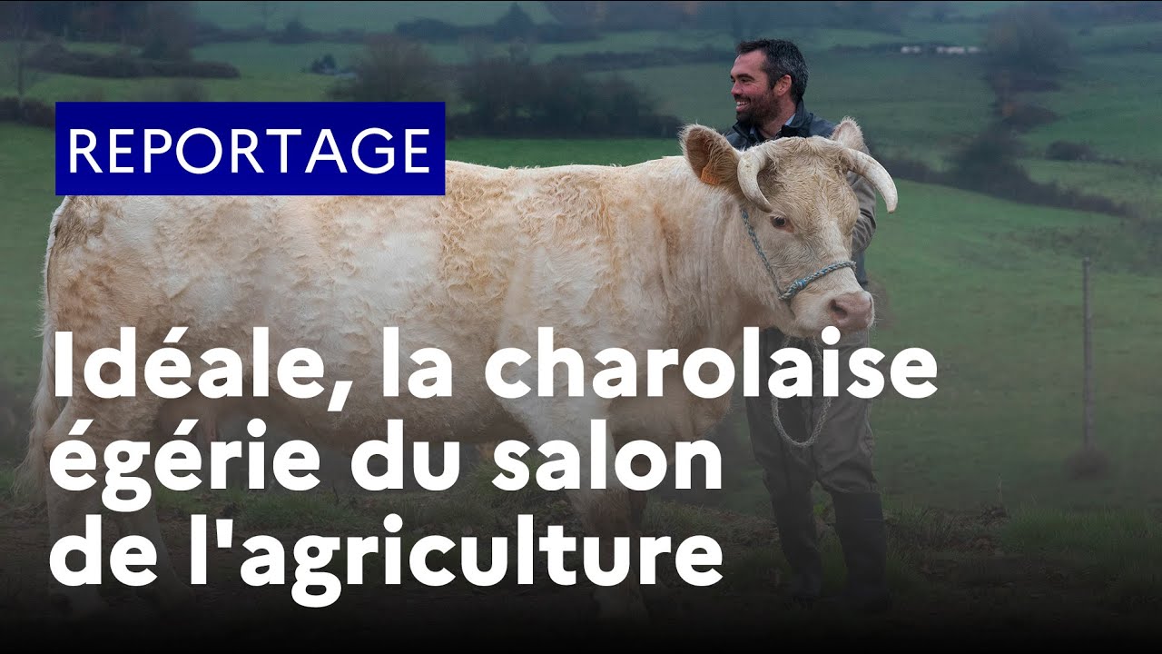 Portrait d'Idéale, la charolaise égérie du salon de l'agriculture 2020